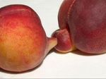  food fruit inanimate nectarine peach_(fruit) 