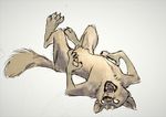  2017 canine chest_tuft claws crotch_tuft digitigrade looking_at_viewer lying male mammal monoflax nude on_back open_mouth semi-anthro simple_background solo toe_claws tuft were werewolf white_background 