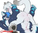 anthro anus balls balls_touching blue_body blue_eyes blue_fur blue_hair blue_pawpads blush bodily_fluids butt canid domestic_cat duo eyebrows felid feline felis fur genitals hair hi_res kemono male male/male mammal mintza_bo nipples on_top open_mouth pawpads paws perineum sweat tail teeth text white_body white_fur