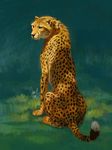  2017 ambiguous_gender black_nose cheetah digital_media_(artwork) feline feral fur mammal sitting solo tamberella whiskers yellow_fur 