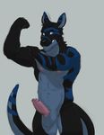  2017 abs anthro balls battle_peanut biceps biped black_fur black_nose black_tail blue_eyes blue_fur blue_tail carpemortem_(artist) digital_media_(artwork) erection eyebrows flexing front_view fur grey_background grey_balls grey_fur grey_tail hi_res humanoid_penis kangaroo long_tail looking_at_viewer male mammal marsupial multicolored_fur multicolored_tail muscular muscular_male navel nipples nude pecs penis pink_nipples portrait simple_background snout solo standing three-quarter_portrait uncut 