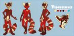  balls blue_eyes brown_fur butt erection eyewear flaccid fur goggles male mammal model_sheet penis red_fur red_panda sicklyhypnos solo standing timburrs white_fur 