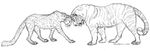  2006 ambiguous_gender cheetah claws duo ebonytigress feline feral fur heads_touching looking_down mammal simple_background sketch spots spotted_fur standing striped_fur stripes tiger white_background 