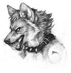  canine collar coyox mammal quzurr simul spikes wolf 