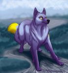  ambiguous_gender black_nose canine day detailed_background feral fur mammal purple_fur silvermoonfox solo standing yellow_eyes 