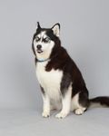  ambiguous_gender blep canine collar derp_eyes dog feral full-length_portrait grey_background husky mammal photography_(artwork) portrait real simple_background sitting solo tongue tongue_out unknown_artist 