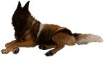  alpha_channel black_nose brown_eyes brown_fur canine dog feral fur lying mammal pawpads simple_background solo tatchit transparent_background 