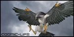  animal_genitalia avian beak bird butt claws cloaca cosmiclife falcon female flat_chested flying peregrine sky solo spread_legs spreading talons wings 