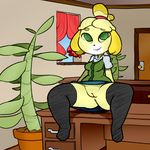  2017 animal_crossing anthro anus barefoot breasts canine clothing digital_media_(artwork) dog female flashing hair_tie hi_res isabelle_(animal_crossing) itsunknownanon legwear looking_at_viewer mammal nintendo no_underwear office pawtsun pose presenting presenting_pussy pussy simple_background sitting skirt solo spread_legs spreading stockings sweater thigh_highs underskirt upskirt video_games white_background 