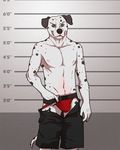  2013 abs anthro athletic biped black_bottomwear black_claws black_clothing black_fur black_nose black_shorts black_spots black_tail bulge canine claws clothed clothing dalmatian detailed_background digital_media_(artwork) dog eclipsewolf floppy_ears front_view fur green_eyes jockstrap kyle_(stripes) looking_at_viewer male mammal mugshot multicolored_fur multicolored_tail navel nipples pecs portrait red_bottomwear red_clothing red_underwear shorts shorts_down smile smirk snout solo spots spotted_fur standing three-quarter_portrait topless two_tone_fur two_tone_tail underwear white_fur white_nipples white_tail 