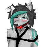  ahegao animal_humanoid anthro ball_gag black_hair blue_eyes bound canine chocker fox fur gag grey_fur hair humanoid hybrid looking_pleasured mammal sora_(xsora01) tattoo turquoise_fur turquoise_hair wolf xsora01 