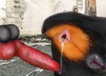  after_sex anal animal_genitalia animal_penis animal_pussy anus balls butt butt_shot canine canine_penis canine_pussy cum cum_in_ass cum_inside cum_leaking darkmare dog duo erection feces female feral gaping gaping_anus hairy_balls in_heat male male/female mammal penis photo_background pink_anus pull_out pussy rottweiler 