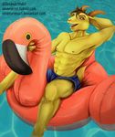  abs avian bird caprine clothed clothing flamingo float goat invalid_tag looking_at_viewer male mammal muscular outside pool_(disambiguation) smile solo swimsuit water 