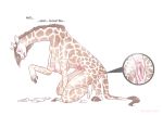  breasts comic female fur giraffe giraffid magic mammal nipples nude pussy solo spell strawberrytfs transformation 