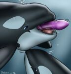 2016 ambiguous_gender bodily_fluids bubble cetacean deep_throat dildo_fellatio dildo_in_mouth dolorcin dolphin duo feral hi_res mammal marine neck_bulge nuzzling object_in_mouth oceanic_dolphin oral oral_penetration orca penetration saliva sex_toy sex_toy_in_mouth sex_toy_insertion signature tongue toothed_whale underwater water year