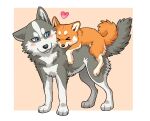 &lt;3 all_fours ayaka blush canid canine canis countershading domestic_dog duo female_(lore) feral fur grey_body grey_fur hi_res husky kyappy looking_at_another looking_back male_(lore) mammal nordic_sled_dog on_top orange_body orange_fur paws quadruped shiba_inu shibeta siberian_husky simple_background size_difference smile spitz tail tan_background white_body white_fur