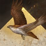  2017 ambiguous_gender avian beak bird brown_feathers eagle feathered_wings feathers feral flying grey_beak sandara solo wings 