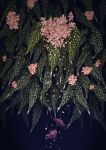  absurdres blue_background commentary_request dark_background falling_petals fangpeii fish flower highres leaf no_humans original petals pink_flower plant vignetting 