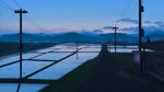  absurdres animal cat cloud commentary dusk english_commentary highres mmair mountainous_horizon no_humans original power_lines purple_eyes reflection reflective_water rice_paddy road scenery sky utility_pole vending_machine water 