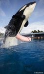  killer_whale orca sea_world shamu tagme 