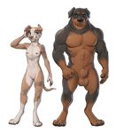  2017 4_fingers 4_toes abs adam_wan animal_genitalia anthro areola balls barefoot benjamin_(no_9) biceps biped black_claws black_eyebrows black_fur black_nose blue_eyes breasts brown_balls brown_fur brown_nose canine claws colette_(no_9) digital_media_(artwork) digitigrade dog duo eyebrows facial_piercing featureless_crotch female floppy_ears front_view fully_sheathed fur green_eyes hi_res larger_anthro larger_male lip_piercing male mammal multicolored_fur muscular muscular_male nipple_piercing nipples nude pecs piercing pink_nipples pitbull rottweiler sheath simple_background size_difference small_breasts smaller_anthro smaller_female snout standing tan_fur tan_tail tattoo toes two_tone_fur white_background white_fur 