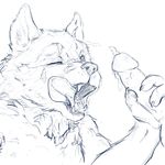  canine cum cum_on_face duo fellatio human_anatomy invalid_tag male male/male mammal one_eye_closed oral orgasm penis sex tongue tongue_out vidnix wolf 