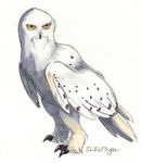  ambiguous_gender avian beak bird black_beak black_eyes feathers feral harry_potter hedwig looking_away owl seiretsym simple_background sketch snowy_owl solo spotted_feathers talons white_background white_feathers yellow_sclera 