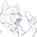  anthro canine cum cum_on_face duo fellatio humanoid_penis male male/male mammal one_eye_closed oral orgasm penis sex tongue tongue_out vidnix_(artist) wolf 