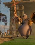  3d_(artwork) alex_(madagascar) animated anthro big_butt butt dancing digital_media_(artwork) dreamworks feline female feral giraffe gloria_(madagascar) hippopotamus lei lemur lion low_res madagascar male mammal melman_(madagascar) nude overweight primate voluptuous wide_hips 