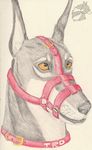  anthro canine doberman dog male mammal muzzle_(disambiguation) red_collar trd yenza 