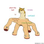  canine dog doge jesoran mammal meme 