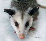  mammal marsupial opossum tagme 