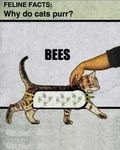  arthropod bee cat feline insect mammal 