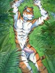 abs anthro athletic balls bird&#039;s-eye_view erection feline grin high-angle_view looking_at_viewer male mammal nipples nude penis smile solo stripes tiger traditional_media_(artwork) uncut vein veiny_penis watercolor_(artwork) zeussunspot 