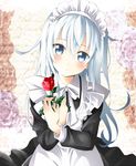  apron bangs black_dress blue_eyes blurry blurry_background blush dress flower frills head_tilt hibiki_(kantai_collection) holding kantai_collection long_hair long_sleeves looking_at_viewer maid maid_headdress natsupa own_hands_together rose solo standing upper_body white_apron white_hair 