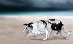  2017 4_toes ambiguous_gender beach black_fur border_collie canine cinta cloud collie dark_clouds day dog feral fur grey_fur mammal multicolored_fur pawpads paws sand seaside sharp_teeth side_view solo spots standing teeth toes tongue tongue_out water white_fur 