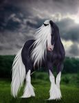  2017 ariesredlo black_fur brown_eyes cloud depth_of_field detailed_background digital_media_(artwork) draft_horse equine feathering feral full-length_portrait fur grass gypsy_vanner hi_res hidalgo horse long_mane long_tail looking_at_viewer male mammal mane multicolored_fur outside portrait quadruped sky snout solo two_tone_fur white_fur white_mane white_tail 