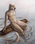  2017 balls fur hair looking_at_viewer male mammal mustelid nude otter outside penis rukis solo tan_fur water wet white_hair 