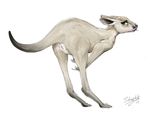  2017 anatomically_correct animal_genitalia animal_pussy anus female hi_res kangaroo mammal marsupial pussy selenophile simple_background solo white_background 
