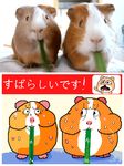  2017 animated eating flipnote_studio guinea_pig japanese_text keke low_res mammal rodent sweat teeth text translated 
