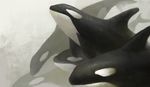  ambiguous_gender cetacean digital_media_(artwork) feral fin group jademere mammal marine orca simple_background whale 