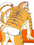  2015 anthro black_fur blue_eyes blush butt clothed clothing feline fur leaning leaning_forward male mammal orange_fur rear_view simple_background solo sum_kemono tiger topless underwear white_background white_fur 