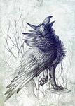  2015 alaiaorax ambiguous_gender avian black_feathers blue_eyes digital_media_(artwork) feathered_wings feathers feral gryphon solo traditional_media_(artwork) wings 