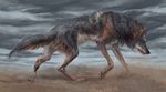  2016 alaiaorax ambiguous_gender black_nose brown_fur canine detailed_background digital_media_(artwork) feral fur grey_fur mammal paws solo wolf 