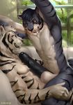  2017 abs anthro aolun_(character) balls biceps big_penis biped black_nose black_penis blue_eyes chunie claws detailed_background digital_media_(artwork) digital_painting_(artwork) duo erection fangs feline fur grin hair hi_res humanoid_penis male male/male mammal muscular muscular_male nude on_lap open_mouth partially_retracted_foreskin pecs penis precum saber-toothed_cat sabertooth_(feature) smile teeth tiger uncut white_fur white_tiger 