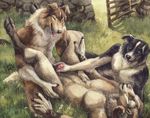  anal blotch canine caprine collie dog handjob male male/male mammal penis sex 
