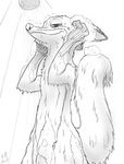  animal_genitalia anthro bathing canine disney fluffy fluffy_tail fox front_view fur greyscale half-length_portrait long_tail looking_down low-angle_view male mammal monochrome nick_wilde nude penis penis_tip portrait sheath shower showering simple_background sketch smile snout solo standing suds w4g4 water wet wet_fur white_background zootopia 