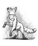  canine chest_tuft feral fox greyscale male mammal markings mithmeoi monochrome safe simple_background socks_(marking) tuft 