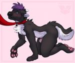  anthro black_fur canine chastity chastity_cage collar crawling fur leash male mammal multicolored_fur redfeatherstorm simple_background solo two_tone_fur white_background white_fur wolf 