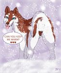  anatomically_correct anatomically_correct_pussy animal_genitalia animal_pussy anus blue_eyes canine canine_pussy dog female feral gracefulk9 husky looking_at_viewer mammal pussy red_husky simple_background snow solo 